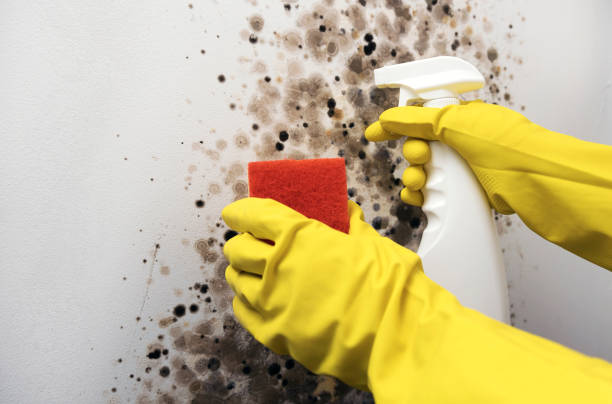 Best Commercial Mold Removal  in USA